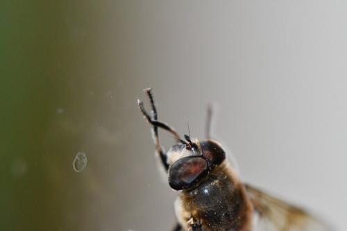 Eristalis tenax